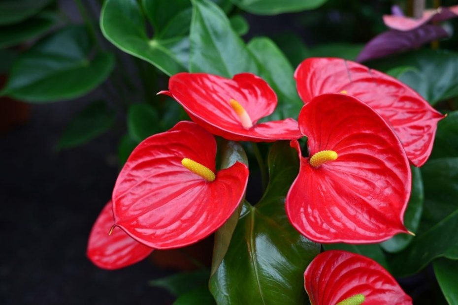 Anturio Vermelho cultive assim para te-lo sempre florido e com folhas brilhantes!