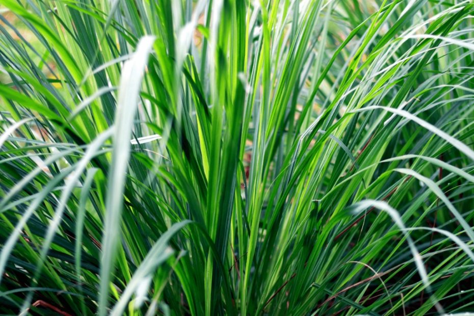 Quando crianca tomava o cha desta planta! Se voce tem ela no meu quintal, tem uma GRANDE RIQUEZA!